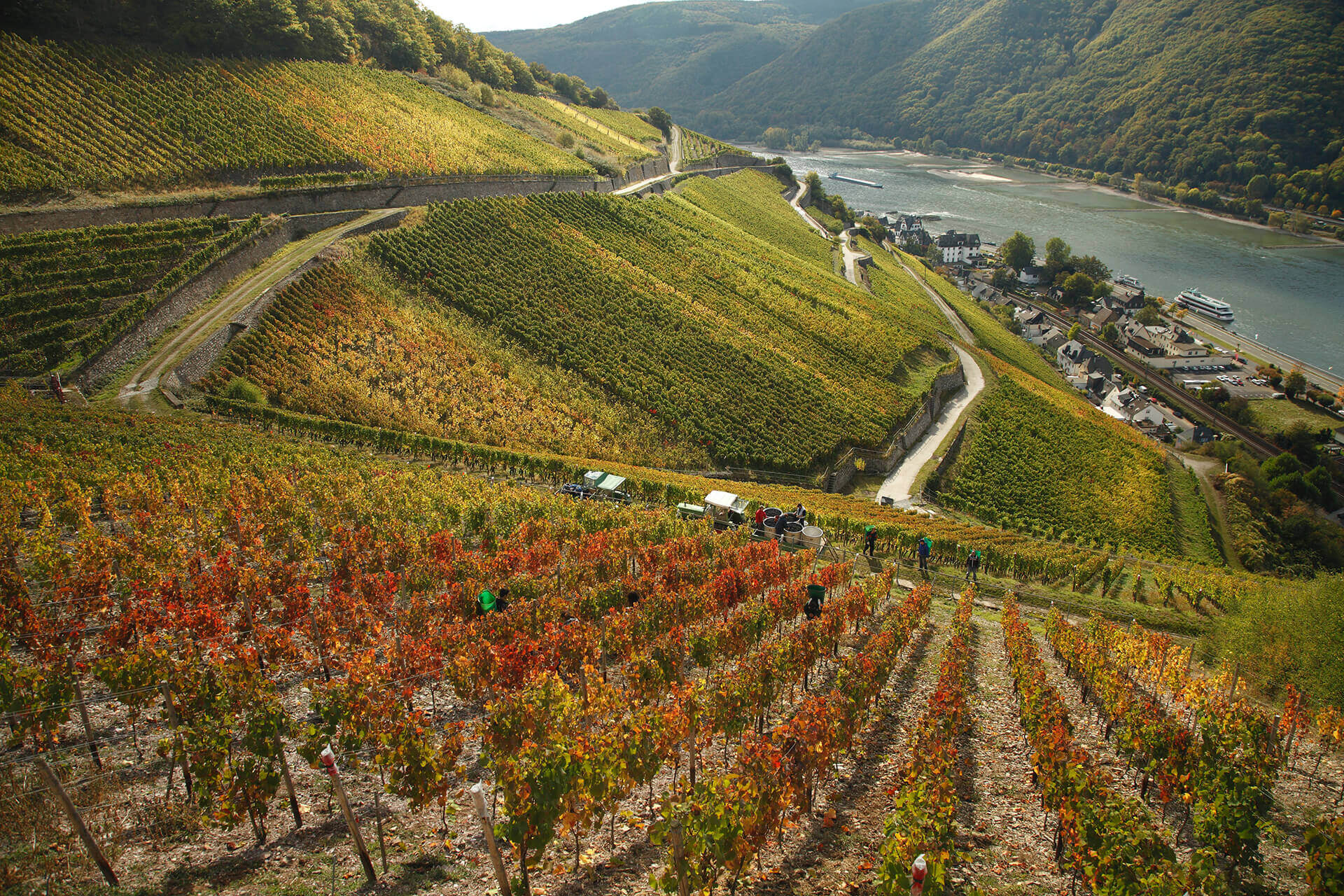 Rheingau Wine Tour